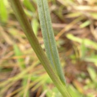 Senecio zeylanicus DC.